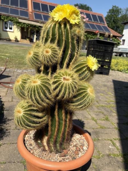 Notocactus warasi